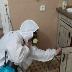 Дезинфекция от муравьев в квартире в Каменске-Уральском